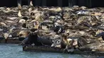 Ratusan singa laut berkumpul di dermaga Pier 39, San Francisco pada 30 April 2024. (Yuri Avila/San Francisco Chronicle via AP)
