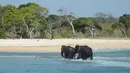 Dua ekor gajah berhasil mencapai daratan usai diselamatkan oleh AL Sri Lanka di laut satu kilometer dari lepas pantai, Minggu (23/7). Hewan besar itu kemungkinan hanyut saat menyeberangi laguna yang dangkal di kawasan tersebut. (STR/SRI LANKAN NAVY/AFP)