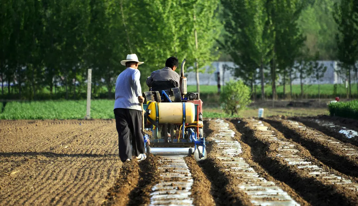 Petani menggunakan traktor menanam kacang tanah di sebuah ladang di Liaocheng, China (19/4). Liaocheng atau dikenal sebagai Kota Air, adalah kota tingkat prefektur di provinsi Shandong barat, China. (AFP Photo/China Out)