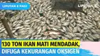 Sebanyak 130 ton ikan milik petani keramba jaring apung di Danau Maninjau mati mendadak. Tingginya curah hujan menyebabkan terjadinya pembalikan massa air yang membuat berkurangnya oksigen di danau vulkanik tersebut.