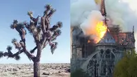 Kebakaran Notre-Dame dan Keadaan Taman Nasional Joshua Tree/ Sumber: Brightside.me