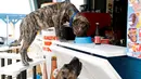 Seekor anjing saat menikmati makanannya saat berada di pantai anjing dan bar di Crikvenica, Kroasia, (12/7). Pantai ramah anjing ini, menawarkan es krim, anjing dan makanan ringan untuk anjing. (REUTERS/Antonio Bronic)