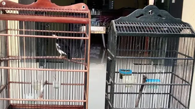 ASN di Tanggamus Ditangkap Polisi Usai Curi Burung Jalak Suren, Uangnya Dipakai Beli Sabu