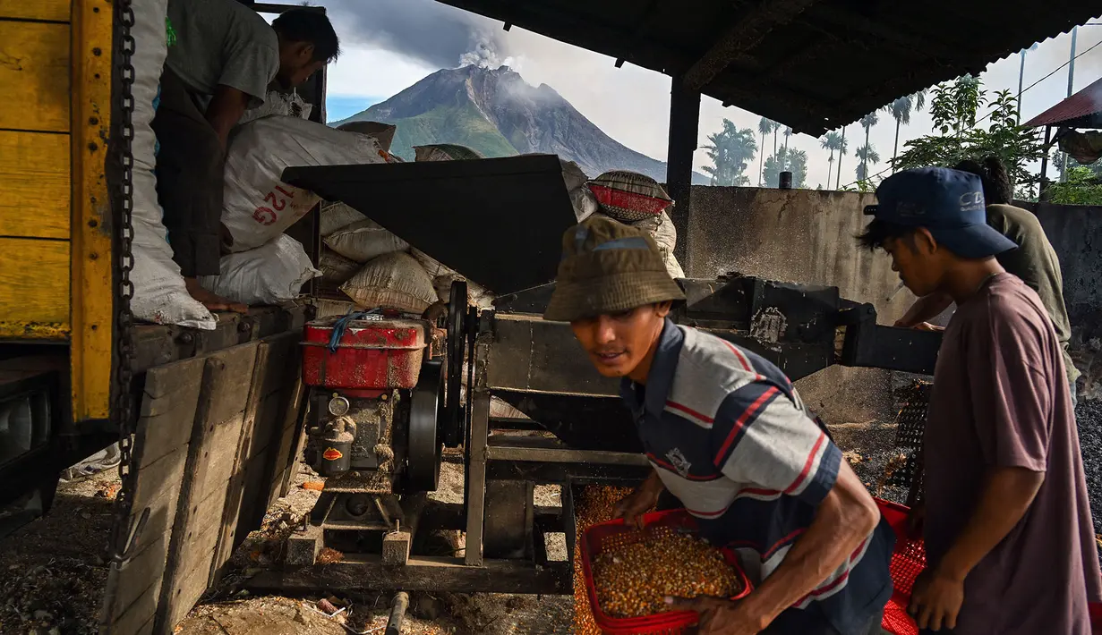 Para petani bekerja dengan latar belakang Gunung Sinabung yang menyemburkan abu dan asap tebal, sebagaimana terlihat dari Karo, Provinsi Sumatra Utara, Rabu, 2 September 2026. (AFP/ YT Haryono)