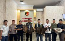 Polres Tapanuli Selatan Dalami Kasus Perdagangan Sisik Trenggiling dan Satwa Dilindungi