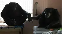 Seekor simpanse menyambut hangat kehadiran seekor simpanse lain setelah lama sendirian.