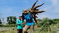 Ketela pohon yang dikelolah di lahan kosong Surabaya. (Dian Kurniawan/Liputan6.com)