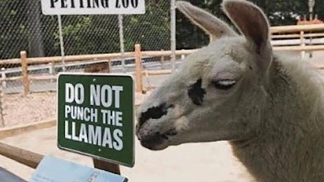 7 Potret Kocak Pemandangan Nyeleneh di Kebun Binatang Ini Bikin Tepuk Jidat