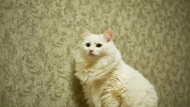 10 Jenis Kucing yang Mirip Anjing, Perhatikan Bentuk Fisiknya