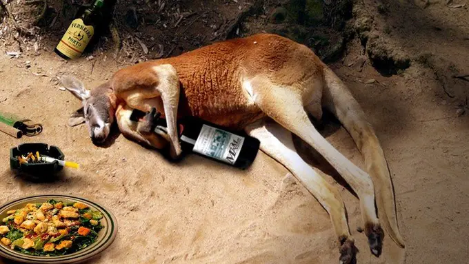 Bukti Kalau Kanguru Juga Bisa Mabuk Seperti Manusia