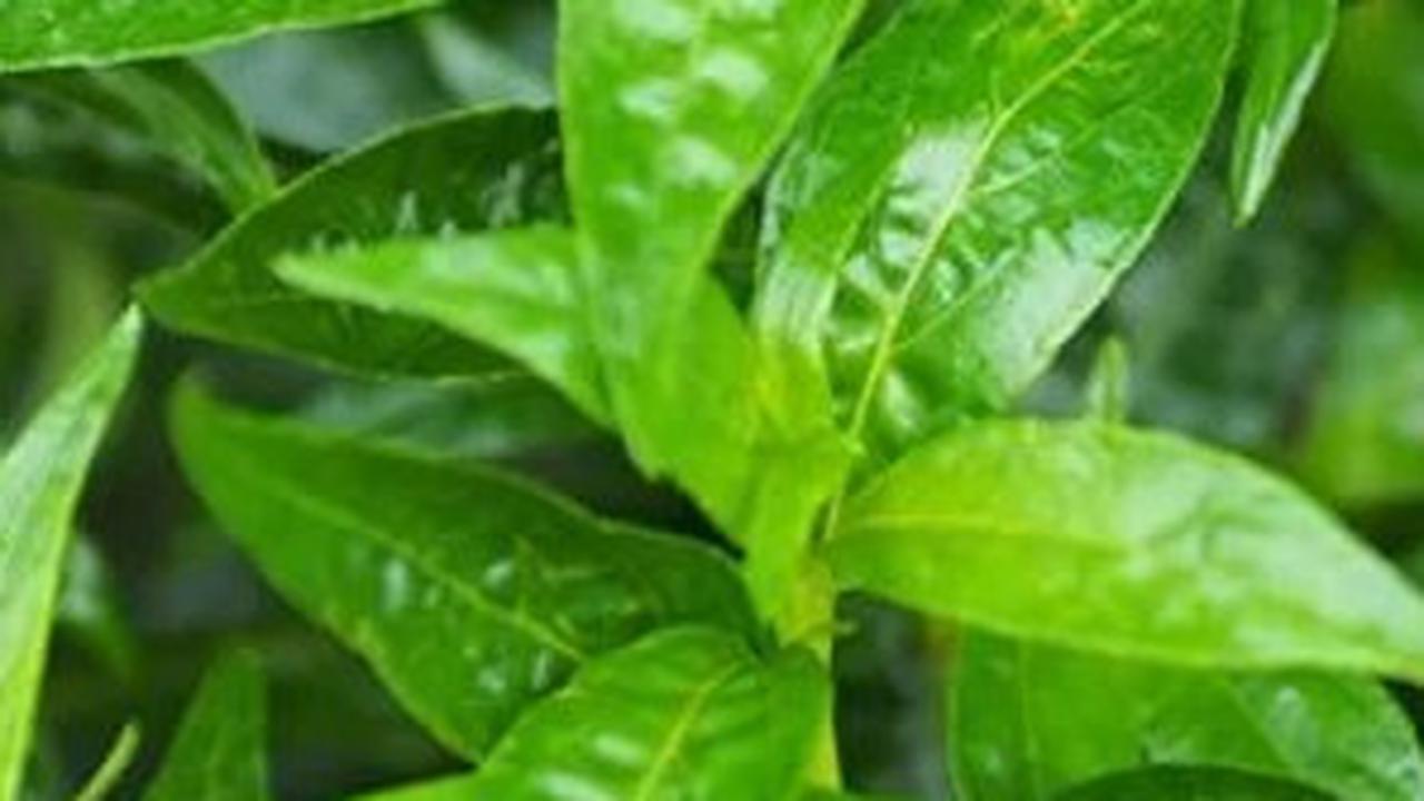 Meski Terkenal Pahit, Ini 8 Khasiat Daun Sambiloto yang Sayang untuk Dilewatkan
