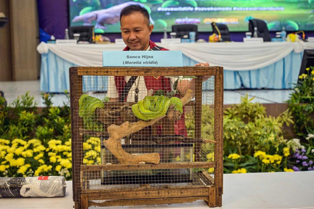 FOTO: Terungkap Harga Anakan Komodo Rp 500 Juta/ Ekor di Perdagangan Ilegal