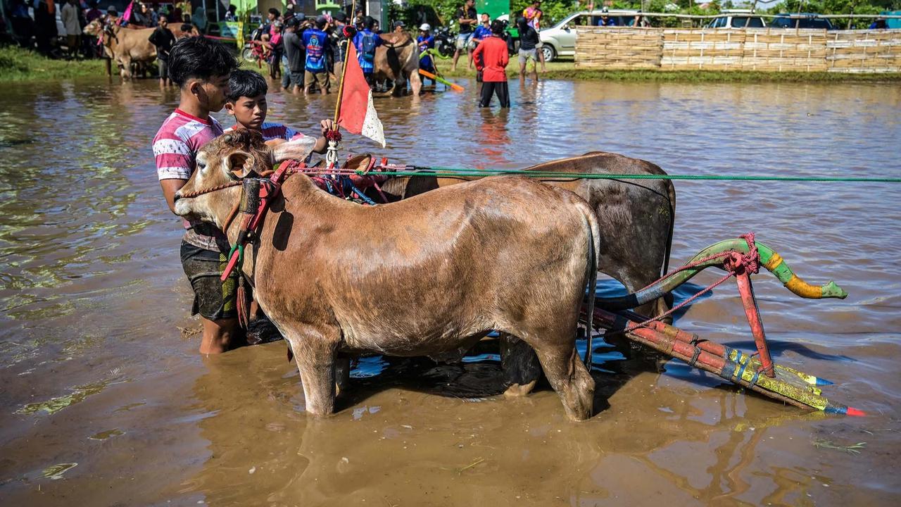 FOTO: Festival Sapeh Brujul  Tampilkan Karapan Sapi di Sawah Berlumpur