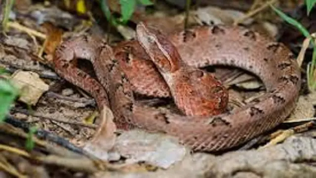 Ular Tanah (Calloselasma rhodostoma) (Wikimedia Commons)