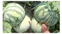 Miliki Bentuk Unik, Petani Ini Klaim Berhasil Gabungkan Melon dan Semangka (sumber: Oddity Central)