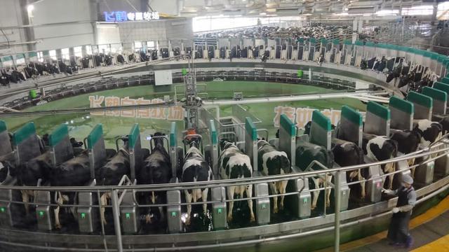 Peternakan sapi FEIHE