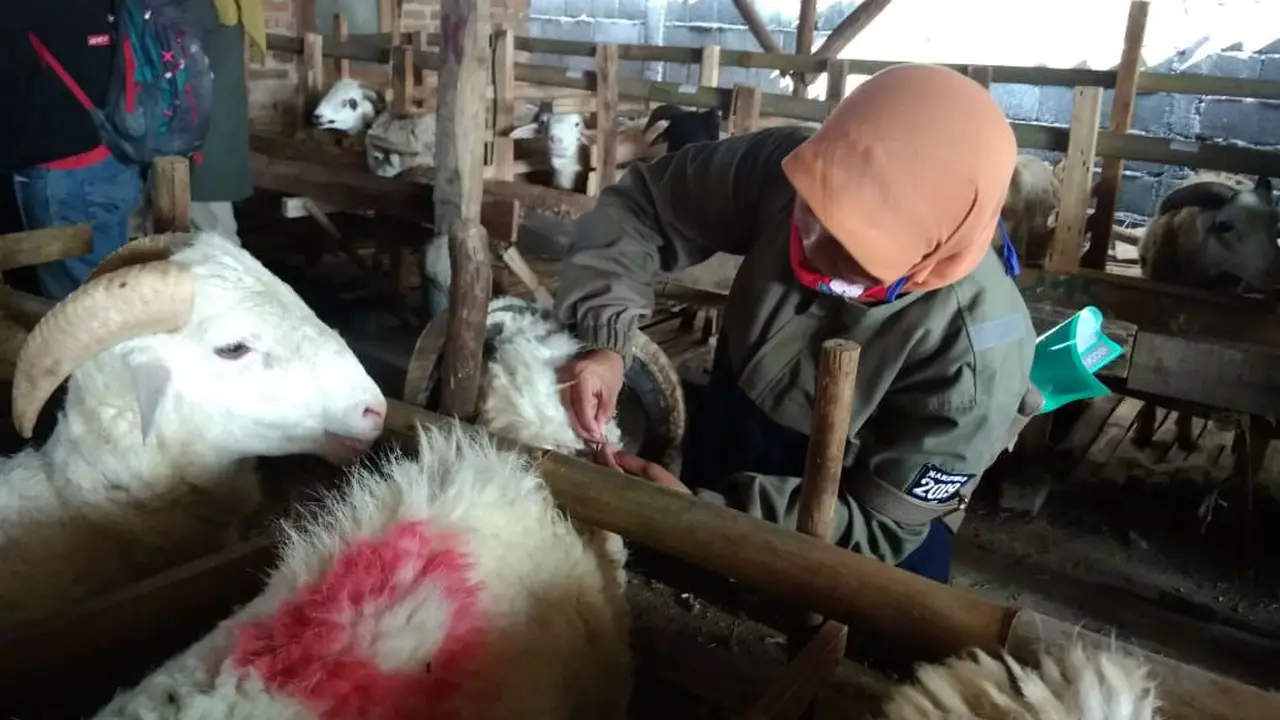 Sakit Mata Hingga Belum Cukup Umur Hewan Kurban Temuan Petugas di Cirebon