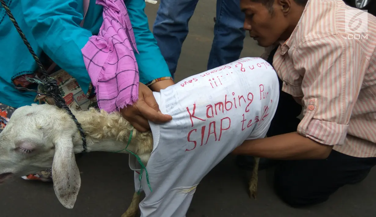 Seekor kambing yang dibawa pengacara Razman Arif Nasution bersama kliennya, Putri Stagi ke Polda Metro Jaya, Rabu (29/11). Putri Stagi diperiksa penyidik terkait kasus pencemaran nama baik yang diduga dilakukan Ferry Juan. (Liputan6.com/Nafiysul Qodar)