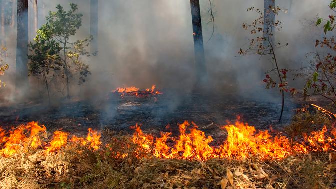 Ilustrasi Kebakaran Hutan (iStock)