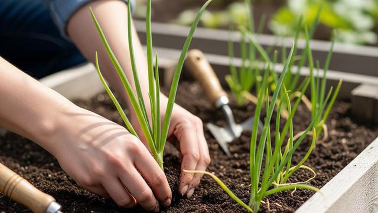 7 Tips Tanam Daun Bawang Supaya Tidak Busuk di Musim Hujan, Panen Melimpah