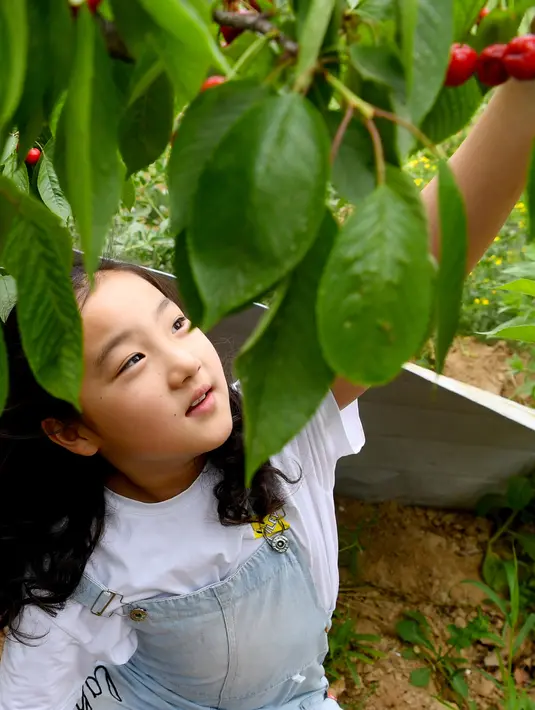 Seorang gadis memetik sejumlah ceri dalam festival ceri yang digelar di kawasan wisata Cherry Vale di Distrik Erqi, Zhengzhou, Provinsi Henan, China tengah, (6/5/2020). (Xinhua/Hao Yuan)