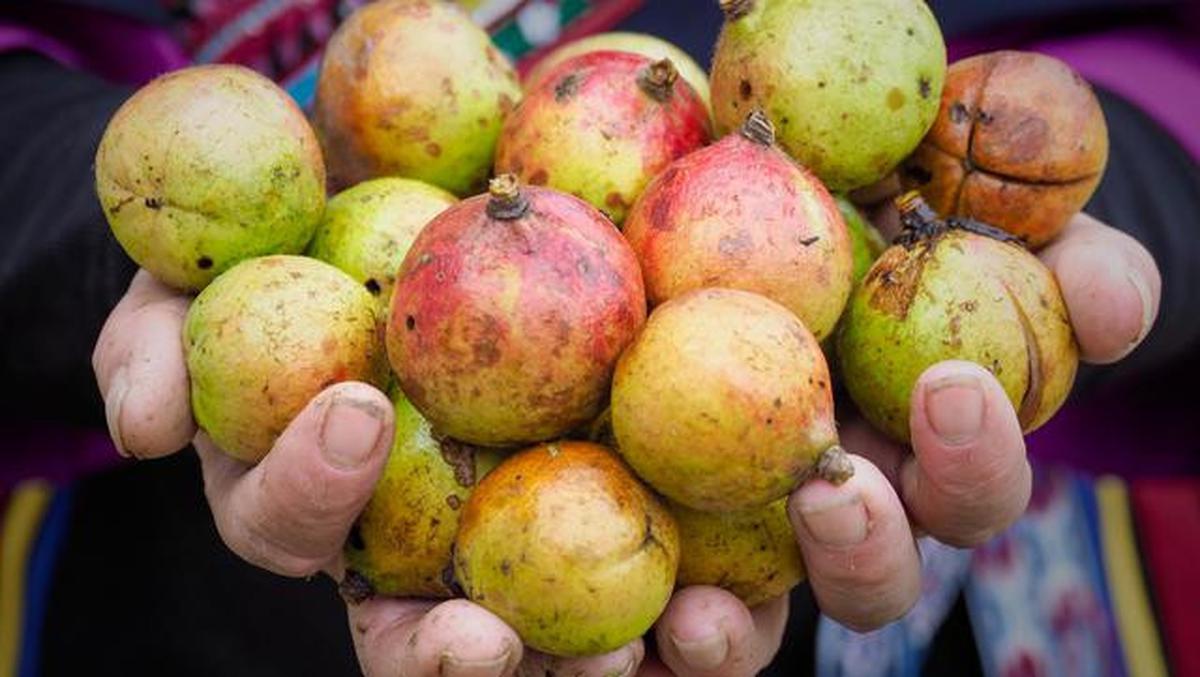 7 Tanda Tanaman Buah Kelebihan Air, Banyak yang Salah Menyiram