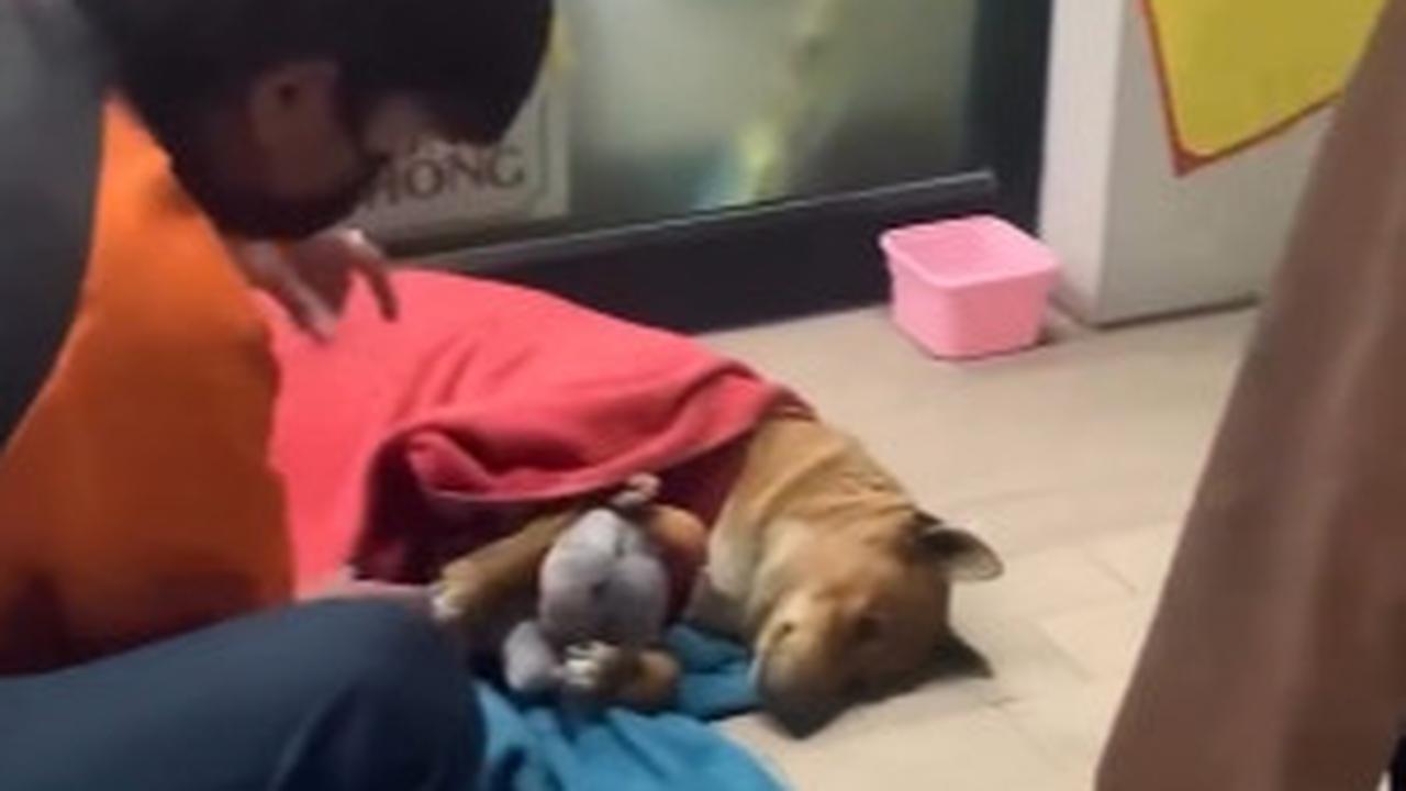 Anjing Moo Daeng Setia Tunggu Pemiliknya yang Telah Wafat di Depan Minimarket, Mirip Hachiko Jepang