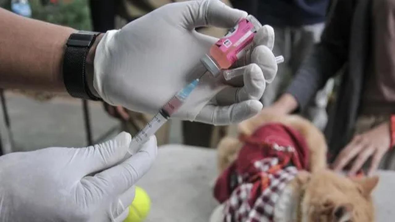 Menurut Herman, saat sosialisasi terkait pencegahan dan pengendalian rabies melibatkan pihak kecamatan, kelurahan dan desa. Dari hasil sosialisasi, kata Herman, masyarakat mulai menyadari akan potensi dan bahaya rabies.