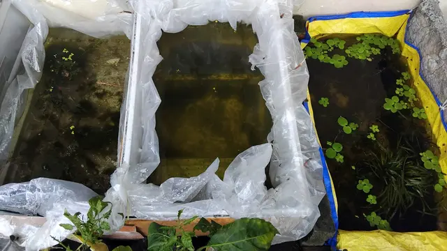 5 Cara Ternak Kutu Air Sendiri untuk Pakan Ikan Hias, Hemat ala Peternak Rumahan