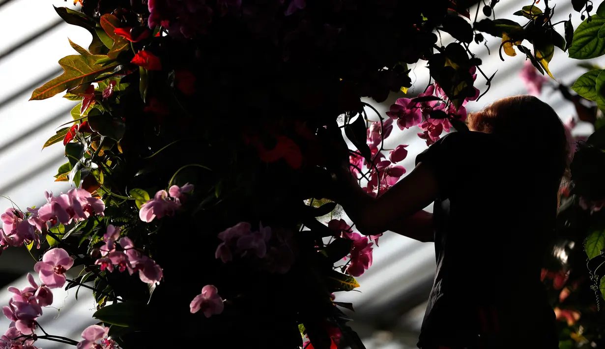 Petugas menata tanaman anggrek selama pratinjau pers festival tahunan anggrek di Kew Gardens, London, Kamis (7/2). Tim yang terdiri dari pakar hortikultura memerlukan waktu 30 hari untuk memasang 6.200 anggrek dalam festival ini. (AP/Alastair Grant)