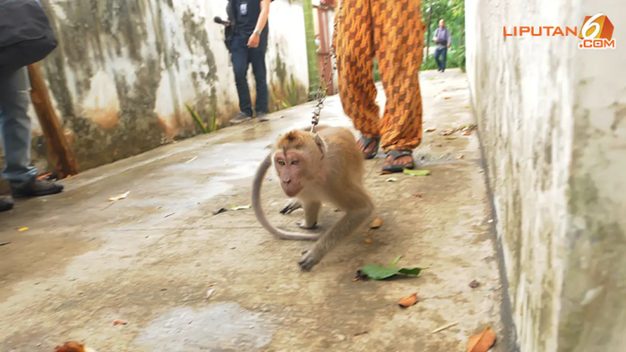 foto-topeng-monyet-3-131029c.jpg