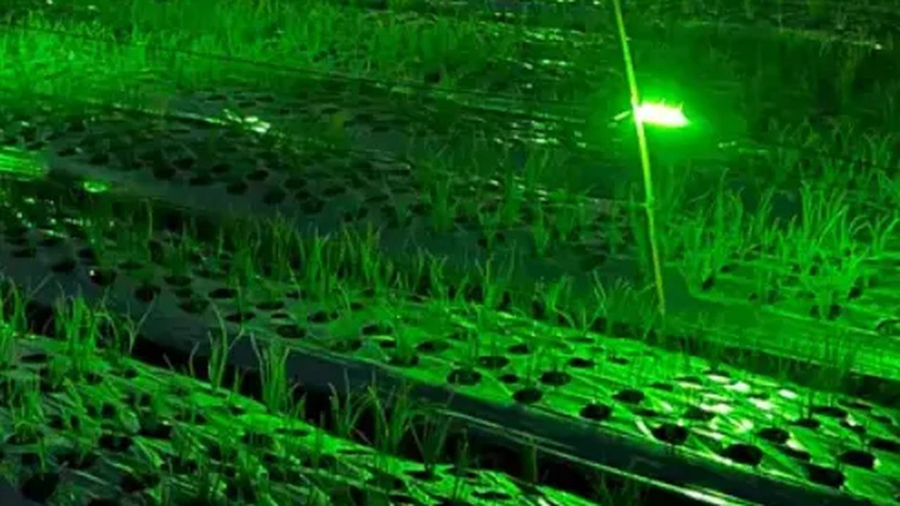Usir Hama dengan Lampu Gemerlap di Sawah, Petani Bawang Merah Banyuwangi Hasilkan Cuan Melimpah