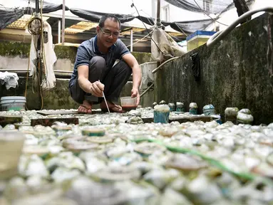 Tran Ngoc Thang memberi makan ikan cupang atau Siamese Fighting Fish yang dibesarkan di dalam botol plastik dan kaca di peternakan ikan hiasnya di Hanoi, Selasa (13/4/2021). Thang menggunakan ribuan botol kaca dan plastik bekas untuk berternak dan mengembangbiakkan ikan cupang. (Nhac NGUYEN/AFP)
