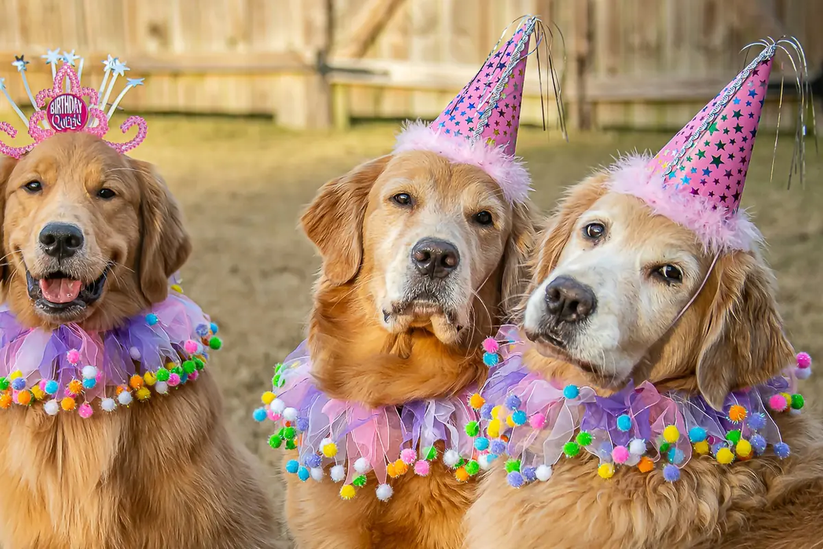 Dog Birthday