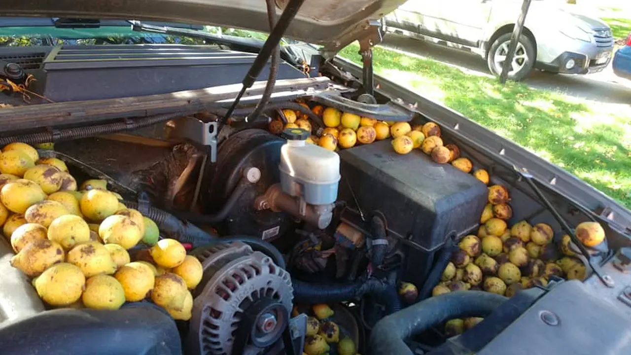 ratusan kenari di mobil