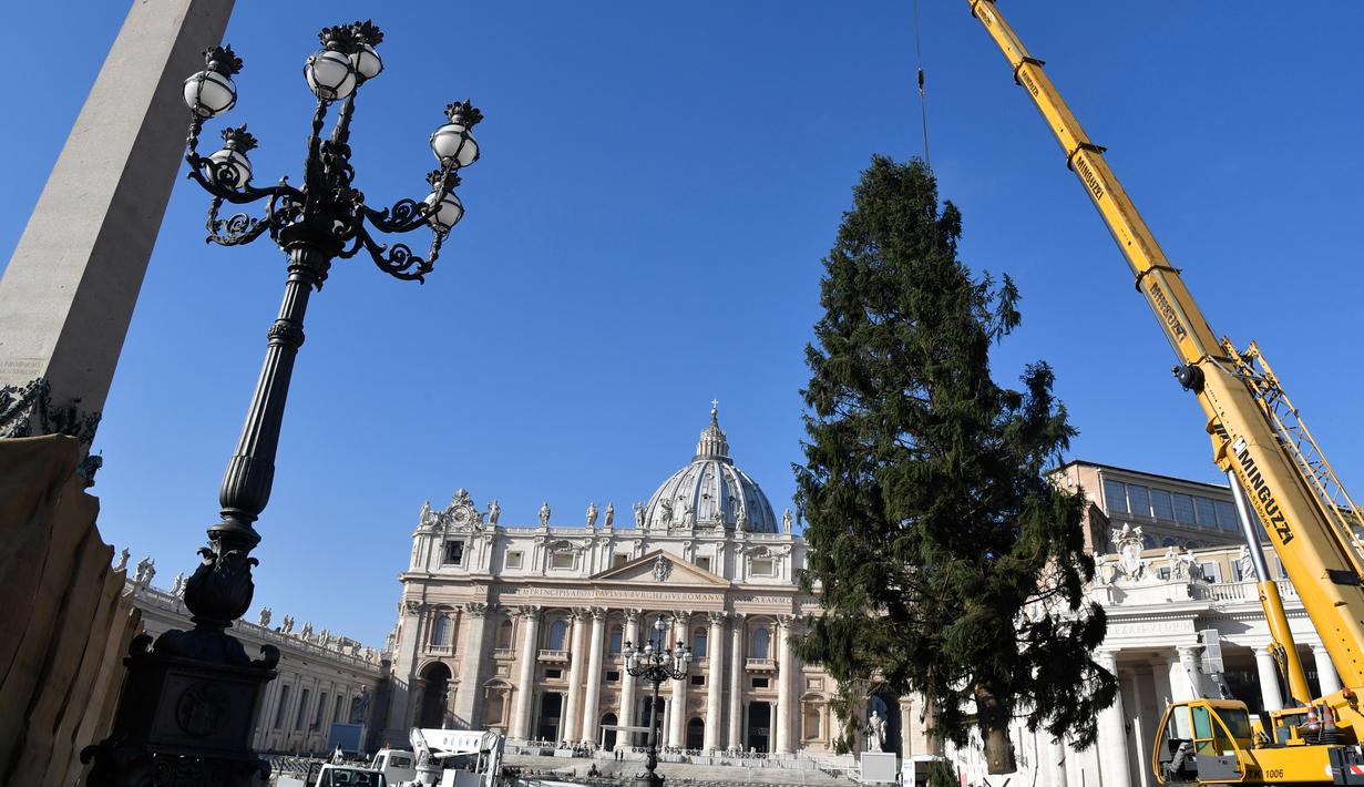 Sebuah derek dikerahkan untuk mendirikan pohon Natal raksasa di Alun-alun Santo Petrus, Vatikan, Kamis (23/11). Pohon Natal yang didatangkan dari Polandia ini tingginya mencapai 28 meter. (Andreas SOLARO / AFP Photo)