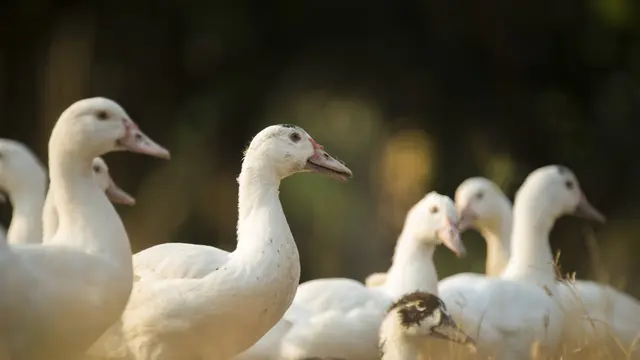 Ciri-ciri Bebek