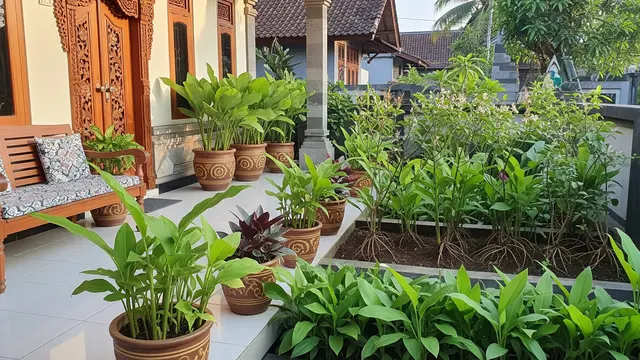 5 Tanaman Rimpang dengan Bunga Cantik untuk Teras, Pilihan Terbaik untuk Hunian