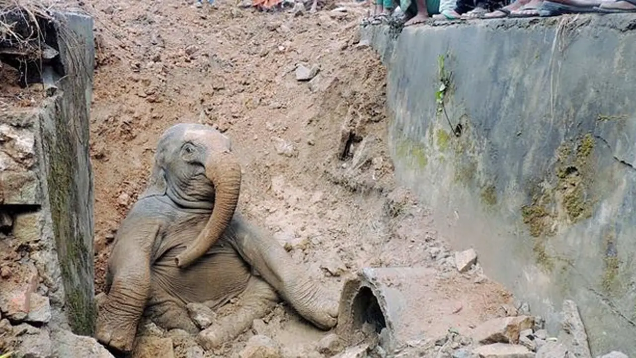 gajah-terperangkap-150218b.jpg