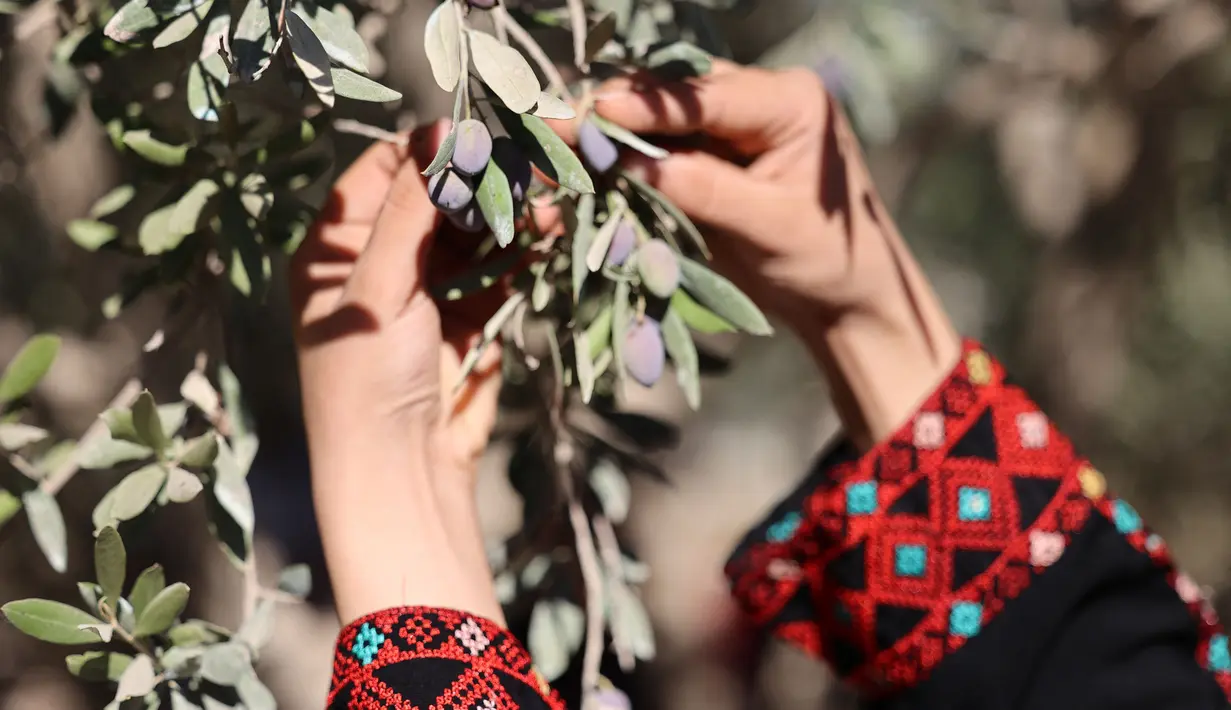 Relawan Palestina membantu petani memanen buah zaitun selama musim panen di sebuah ladang di lingkungan Shijaiyah dekat perbatasan dengan Israel, timur Kota Gaza (7/10/2021). (AFP/Mohammed Abed)