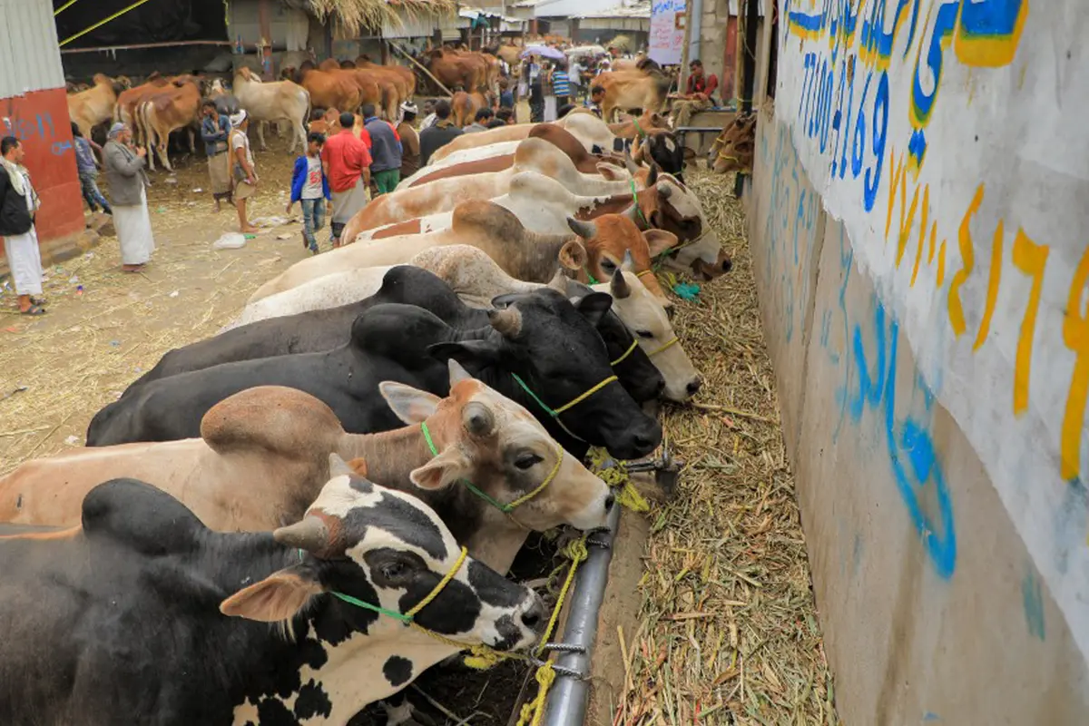 FOTO: Persiapan Perayaan Hari Raya Idul Adha di Yaman
