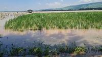 Ratusan lahan persawahan di Situbondo terendam banjir (Istimewa)