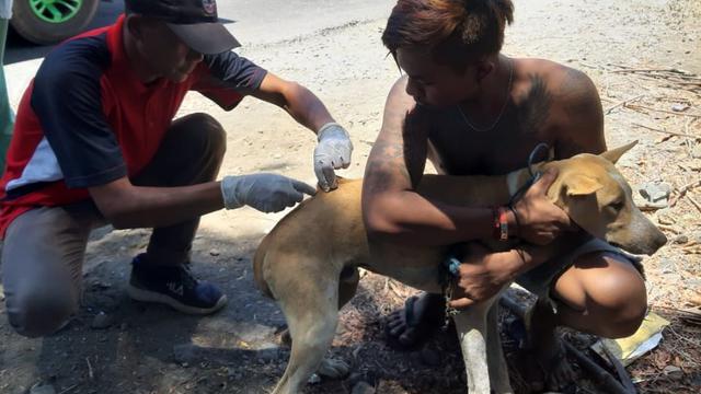 Wabah Rabies di Dompu