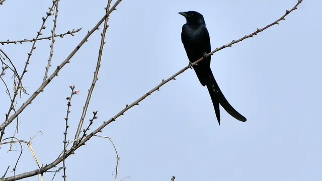 Potret Berbagai Spesies Burung di Danau Taudaha