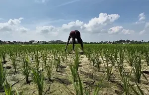 Cobaan Petani Lampung Saat Harga Gabah Tinggi