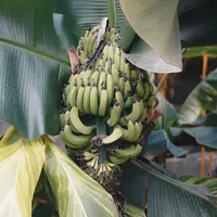 Ilustrasi mimpi menebang pohon pisang/Copyright unsplash/Ambitious Studio - Rick Barrett