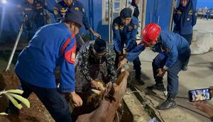 Seekor sapi kurban berbobot hampir setengah ton tercebur ke dalam lubang galian tanah sedalam sekitar satu meter di Bandar Lampung, hingga terpaksa dipotong darurat. (Liputan6.com/ Dok Istimewa).