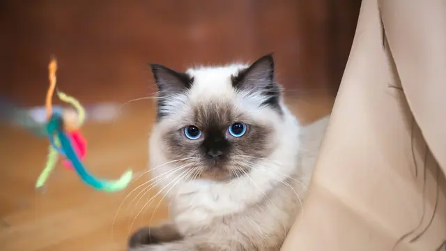 Ragdoll
