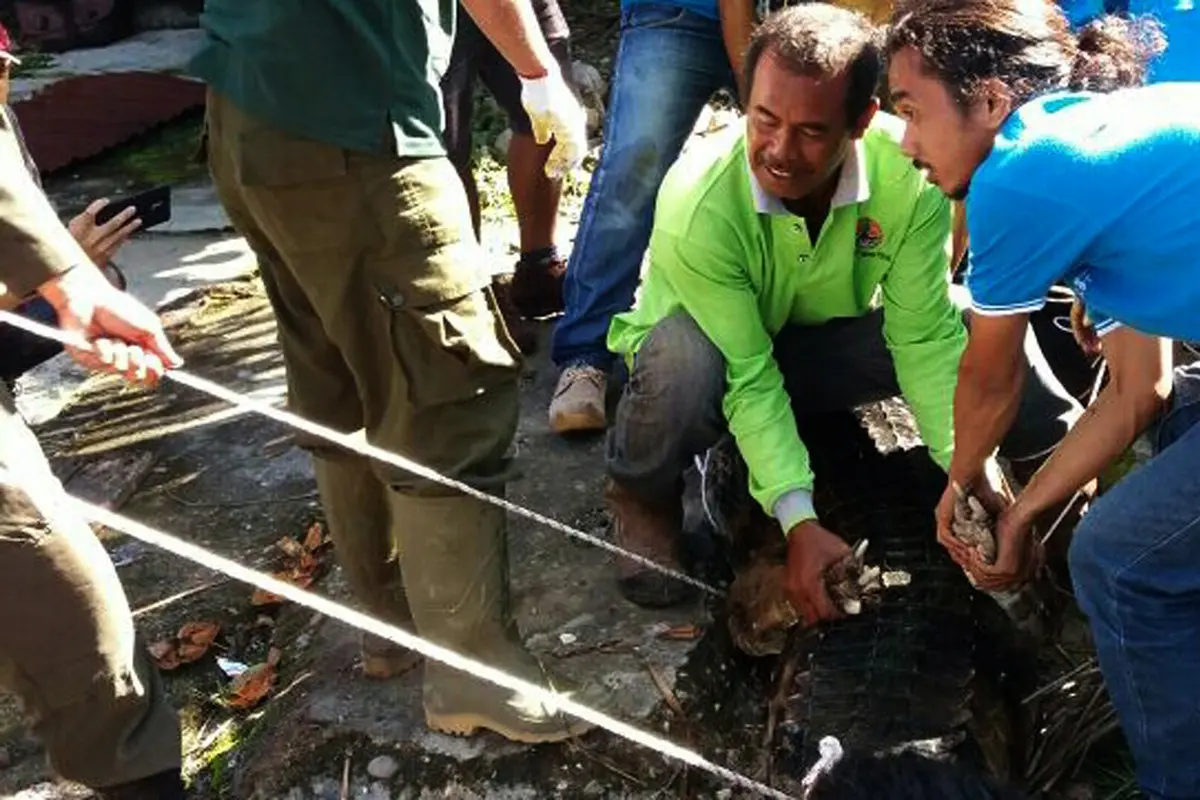 Buaya ganas