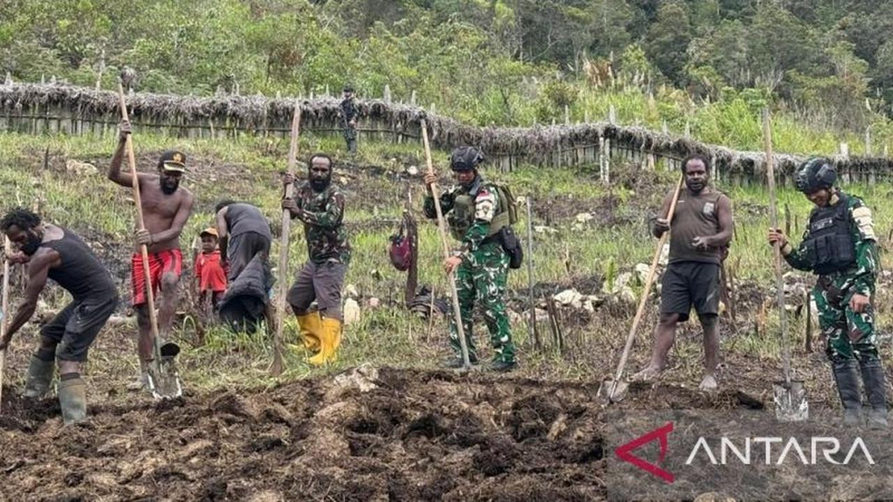 Satgas Yonif 511/DY Perkuat Ketahanan Pangan Lanny Jaya Melalui Pertanian Produktif